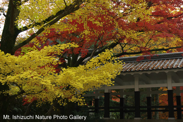 kyoto (035)